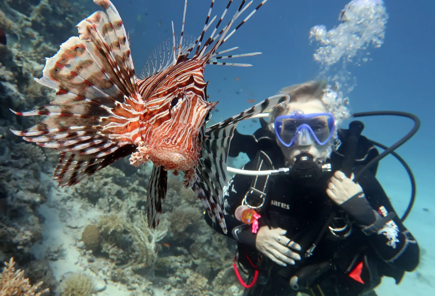 diver behind lion fish